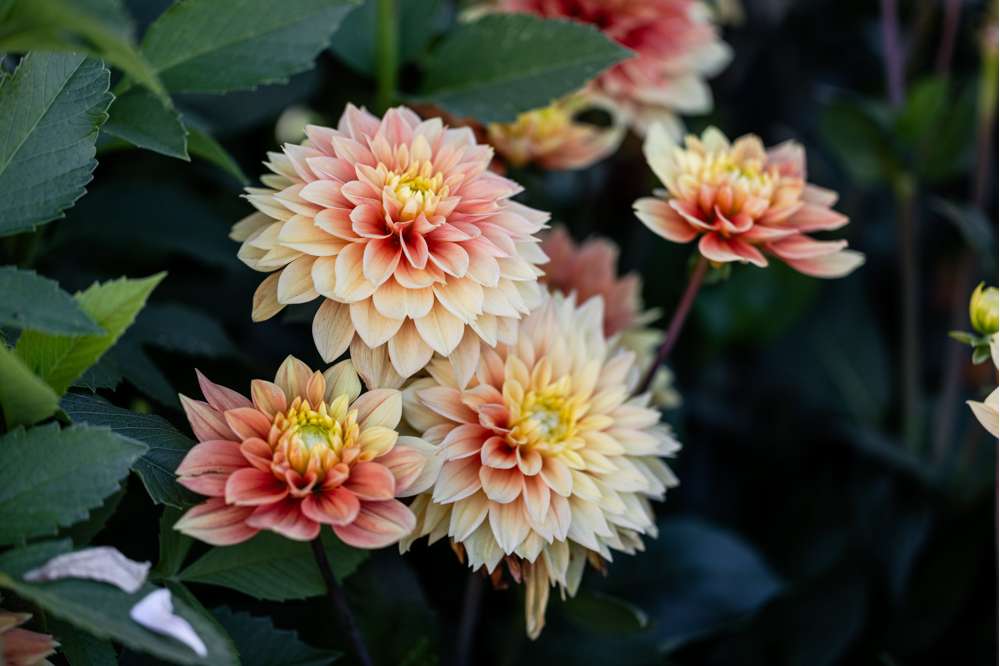 Dahlia 'Sunset Tropicana'